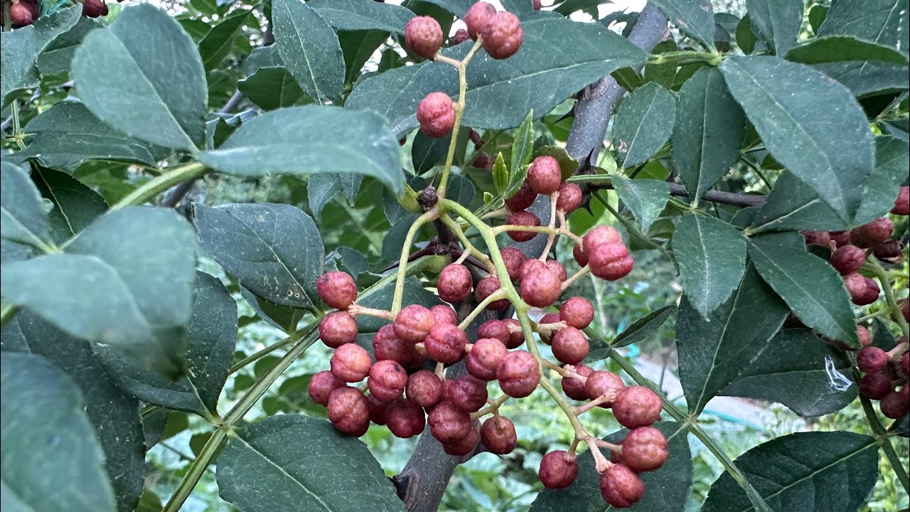 Сечуански пипер (Sichuan pepper) в градината на бай Тошо | Септември 2025