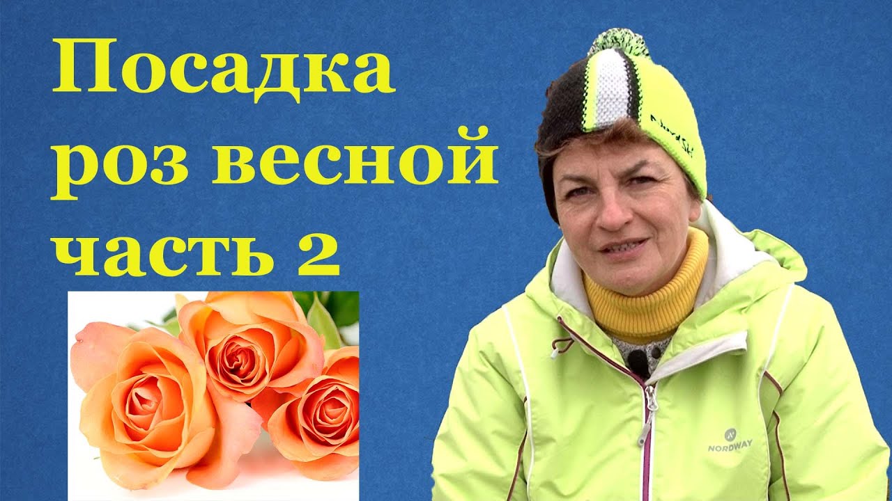 Как сажать розы с открытой корневой системой  весной