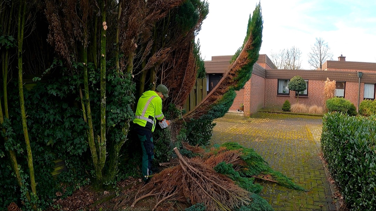 Finally You GOT ME RID of that HORRIBLE and HUGE Hedge