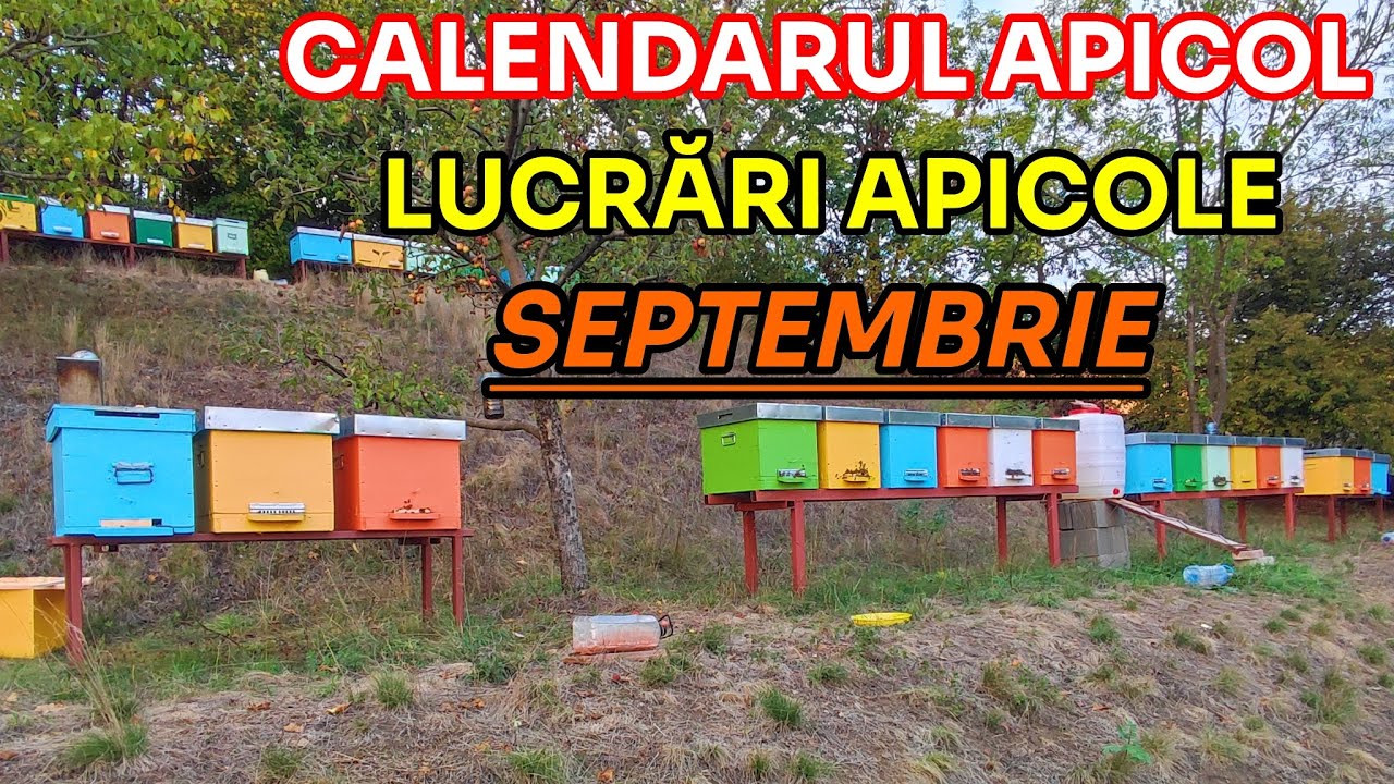 CALENDARUL APICOL - Lucrările apicole din luna SEPTEMBRIE 🗓️🐝🍁