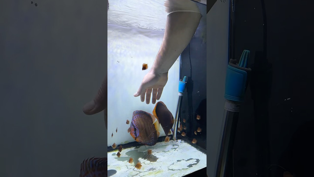 Separating the parents from their discus fry✨