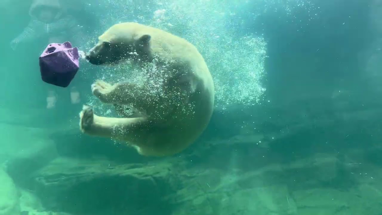八木山動物公園   ホッキョクグマ   🐻‍❄️うみ 🐻‍❄️そら 🐻‍❄️ポーラ