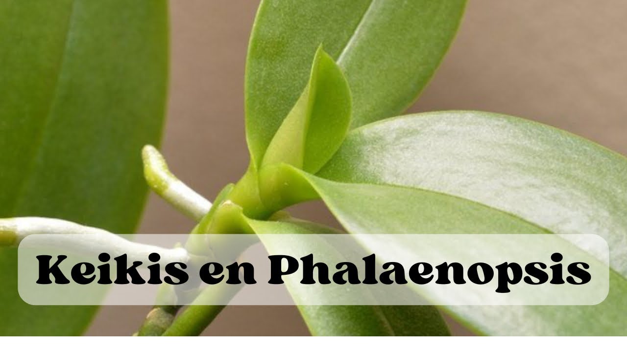 Como hacer que tu orquidea Phalaenopsis Produzca Keikis: Tenica Paso a Paso