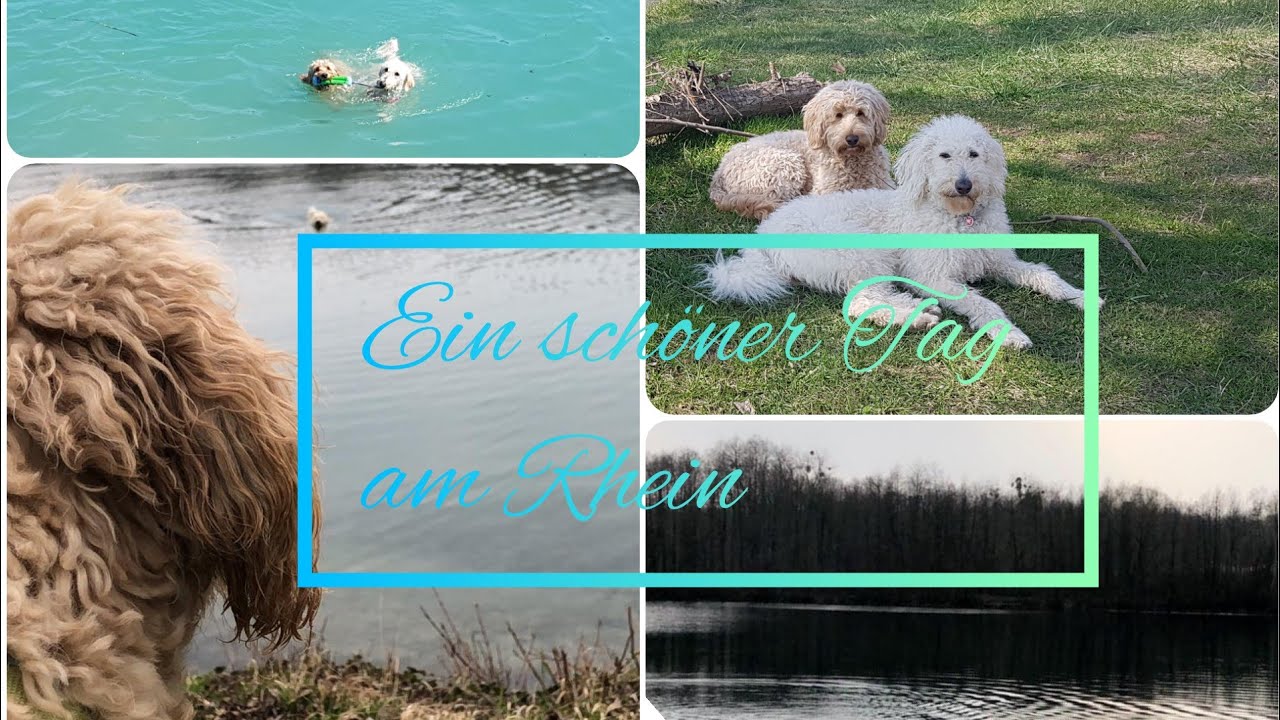 Dog Vlog/ Ein schöner Tag am Rhein 🐟/ Gassi Talk🚶‍♀️
