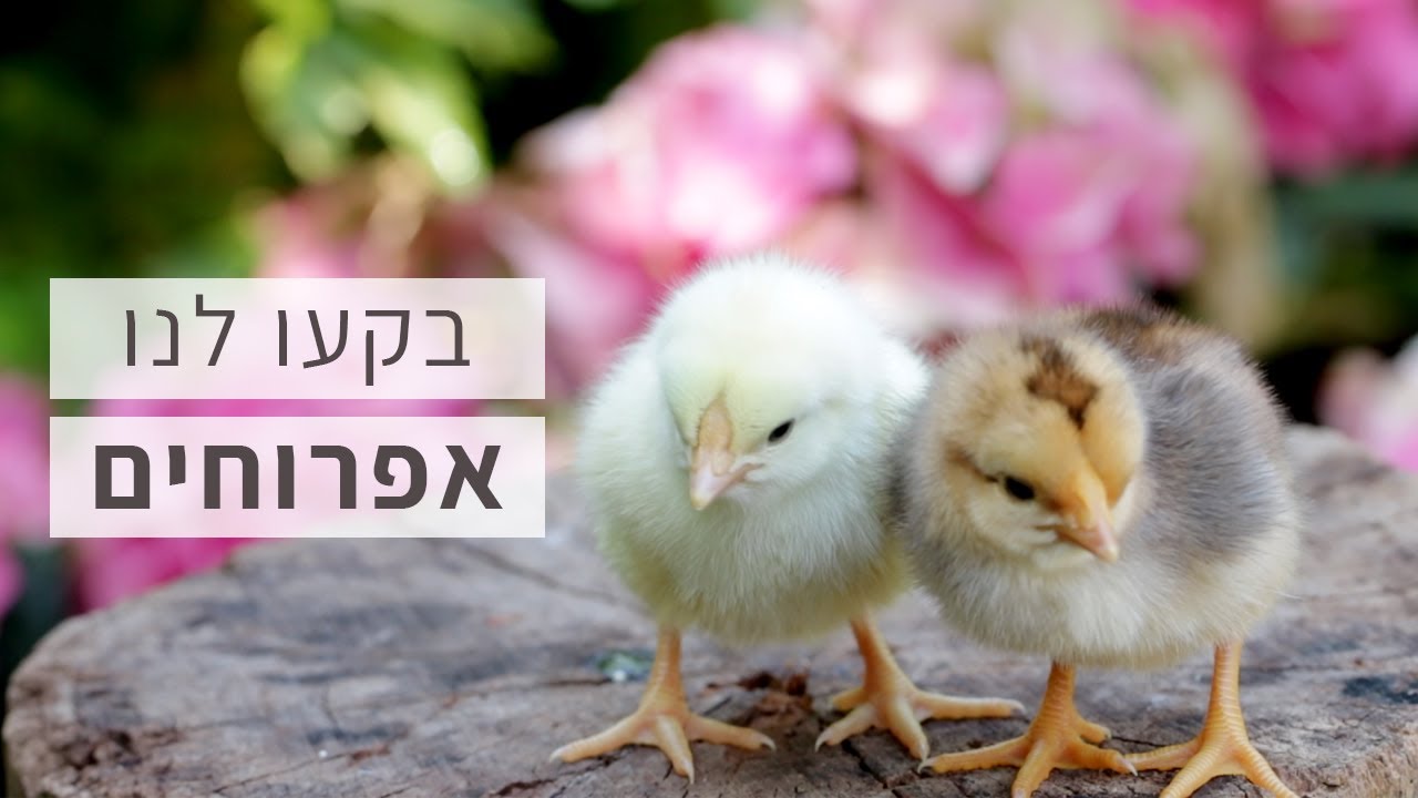 ראיתם פעם אפרוח בוקע מתוך ביצה? זה מדהים!! מומלץ לילדים.