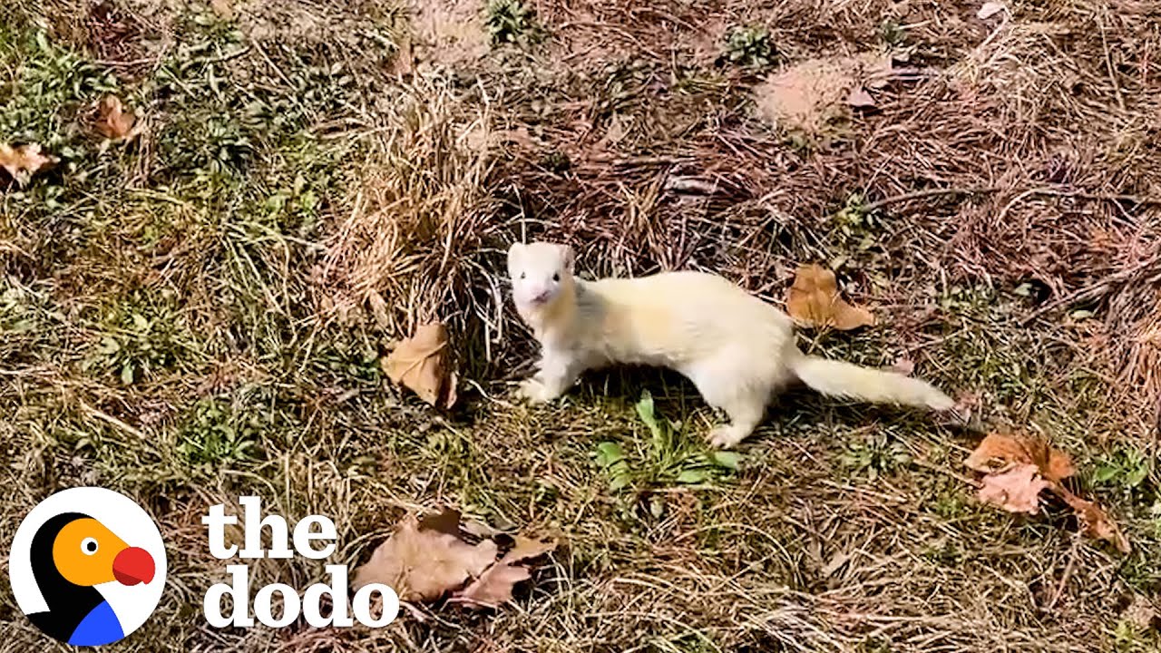 Abandoned Ferret Finds Home Where He's Truly Loved | The Dodo