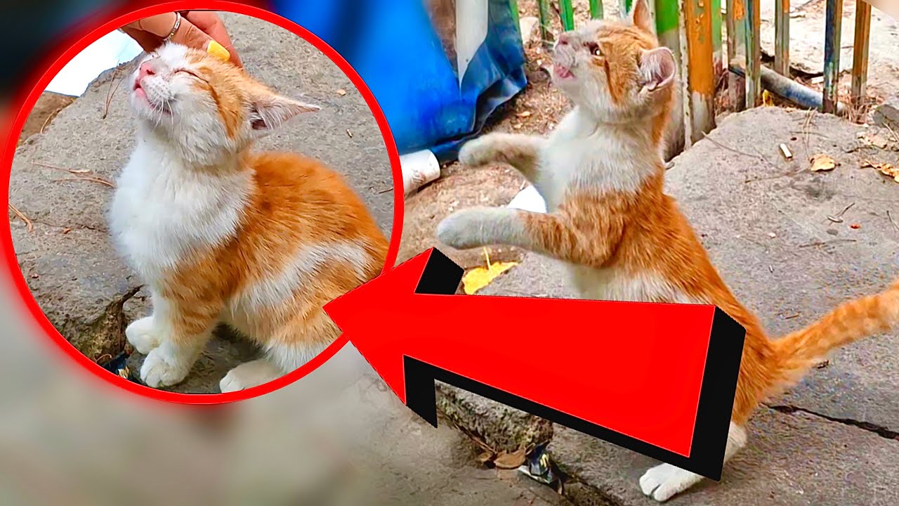 Orange kitten playing with her human friend!