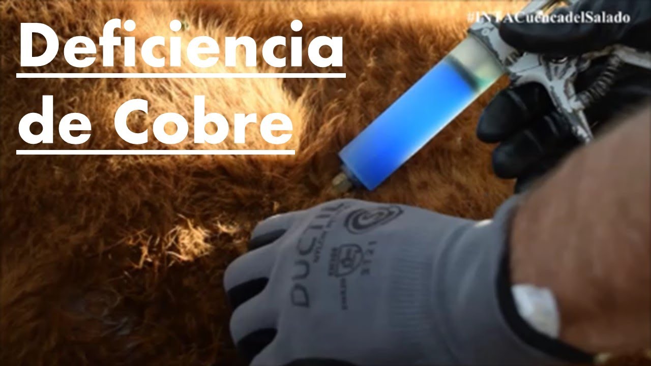 Deficiencia de Cobre. Alejandro Rodríguez