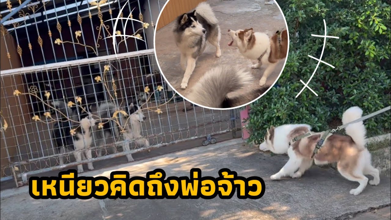 ข้าวเหนียวตอนมีพ่อและข้าวเหนียวตอนไม่มีพ่อ