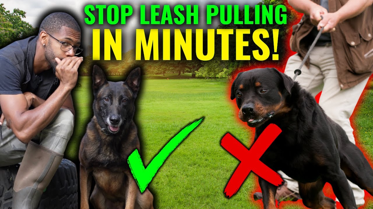 How To Stop Your Belgian Malinois From Leash Pulling