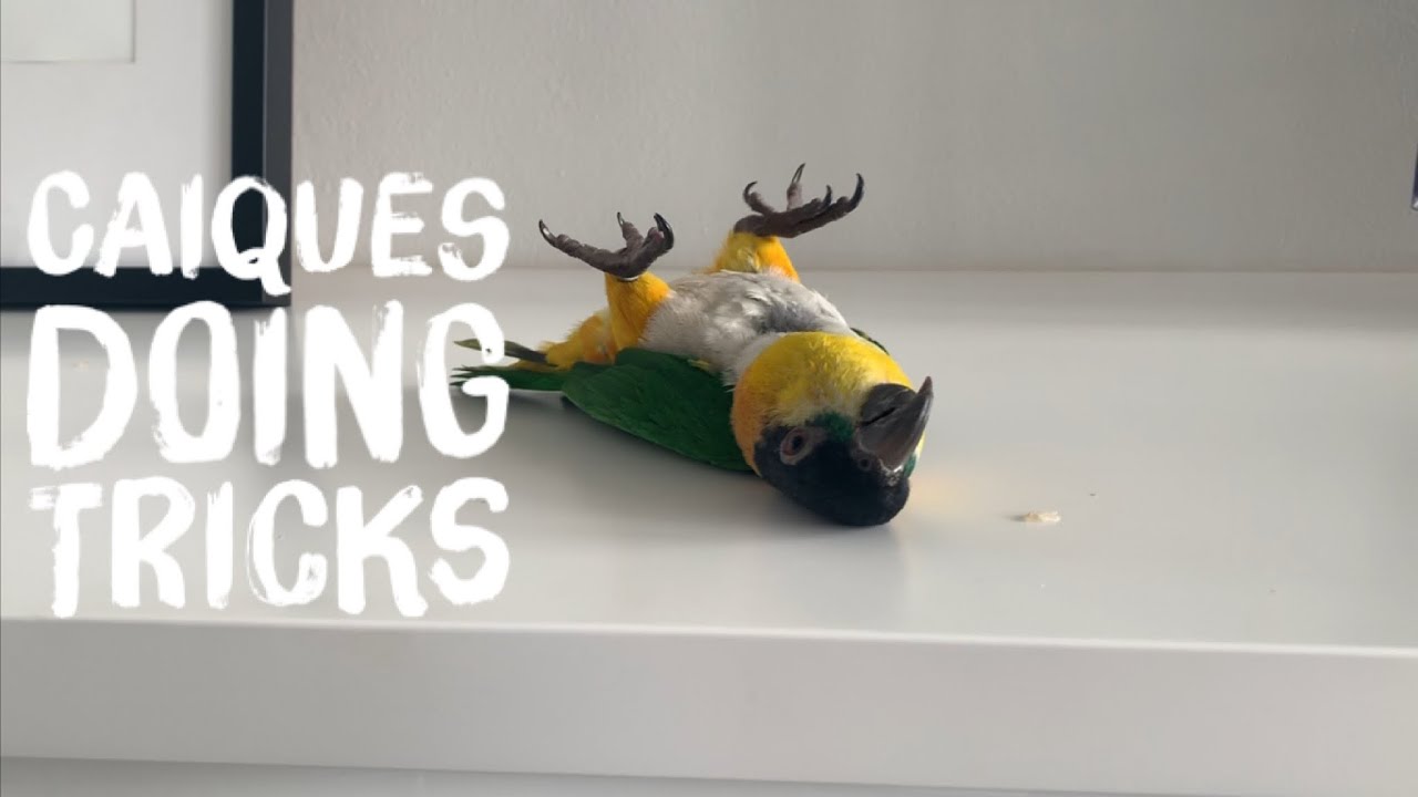Scout & Tonks Caique Parrots doing tricks!!