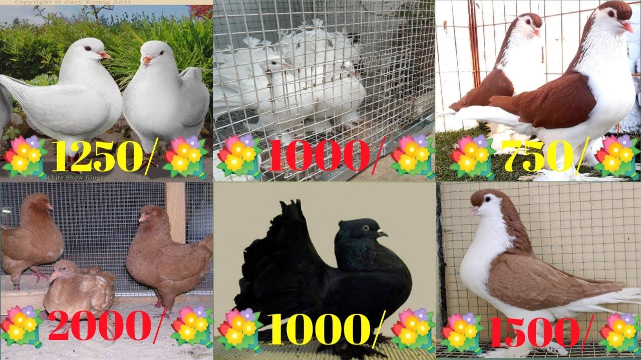 Fancy pigeon for sale in VERY CHIP price || Bihar(Madhepura) 7903517964