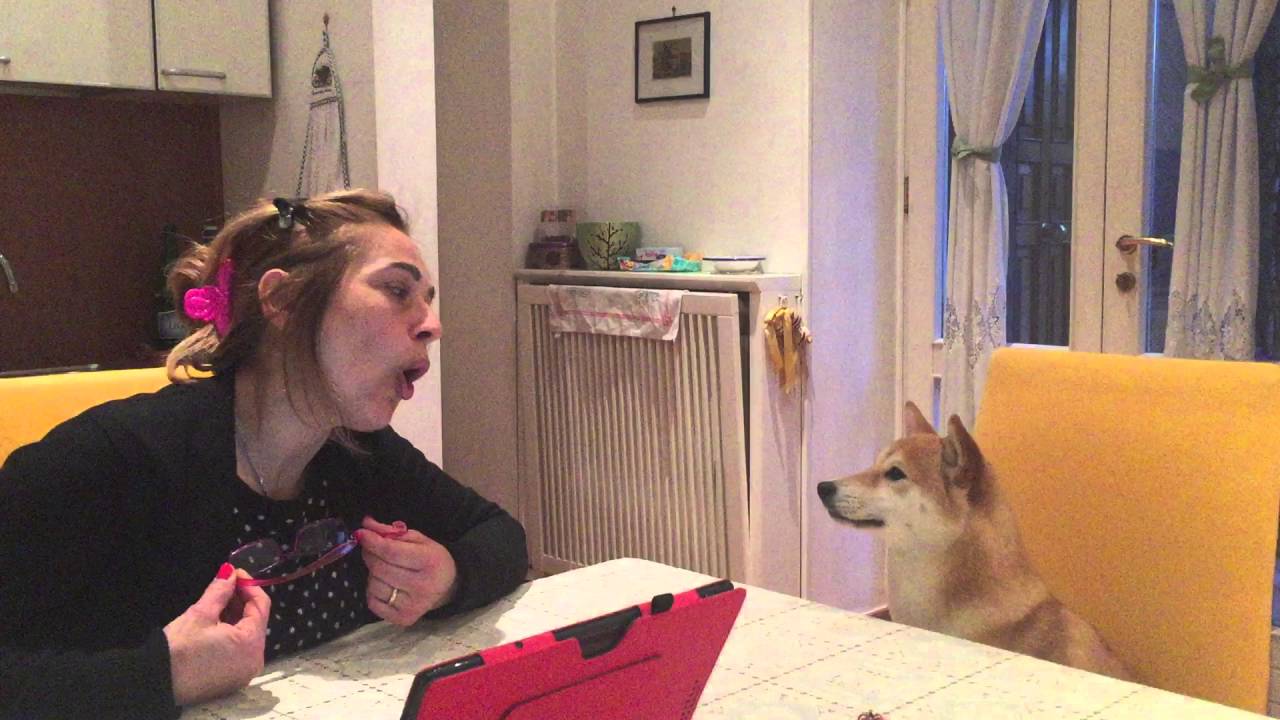 Il mio cane Shiba che parla