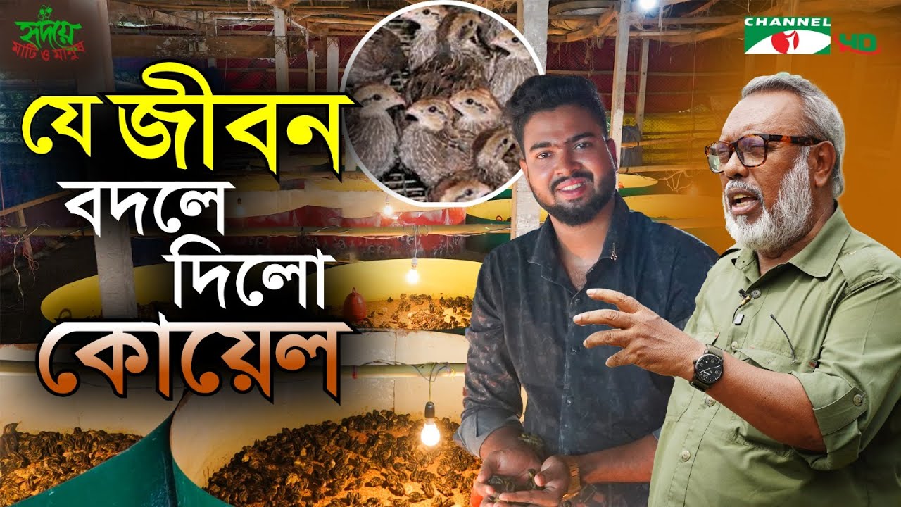 নরসিংদীতে স্বাধীন চৌধুরীর কোয়েল খামার | Shykh Seraj | Channel i |