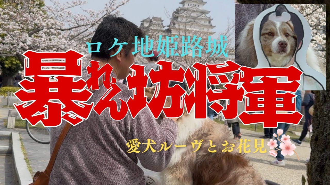 【暴れん坊将軍】愛犬ルーヴと姫路城お花見！#姫路城 #花見 #暴れん坊将軍 #徳川吉宗 #ボーダーコリー