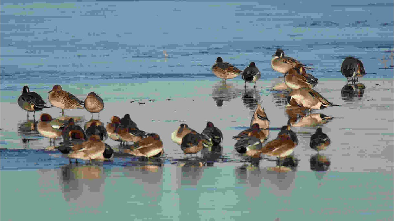 RSPB Marshside