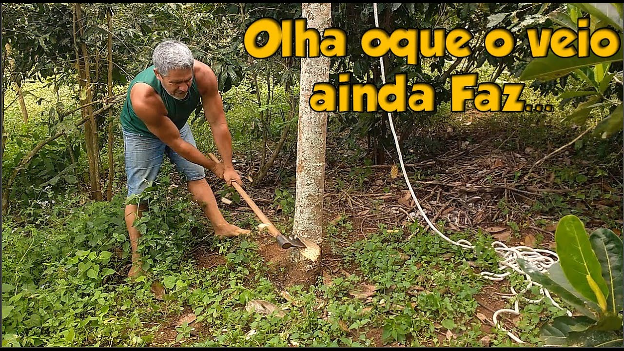 Cortando madeira para fazer estacas para a roça de morangos!