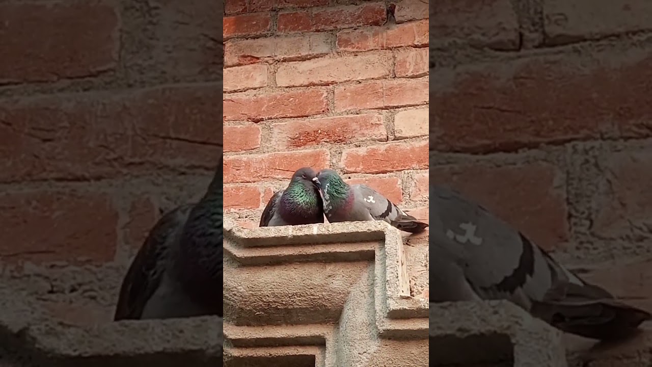 #pigeon short video||#Pigeon status_ kabutar