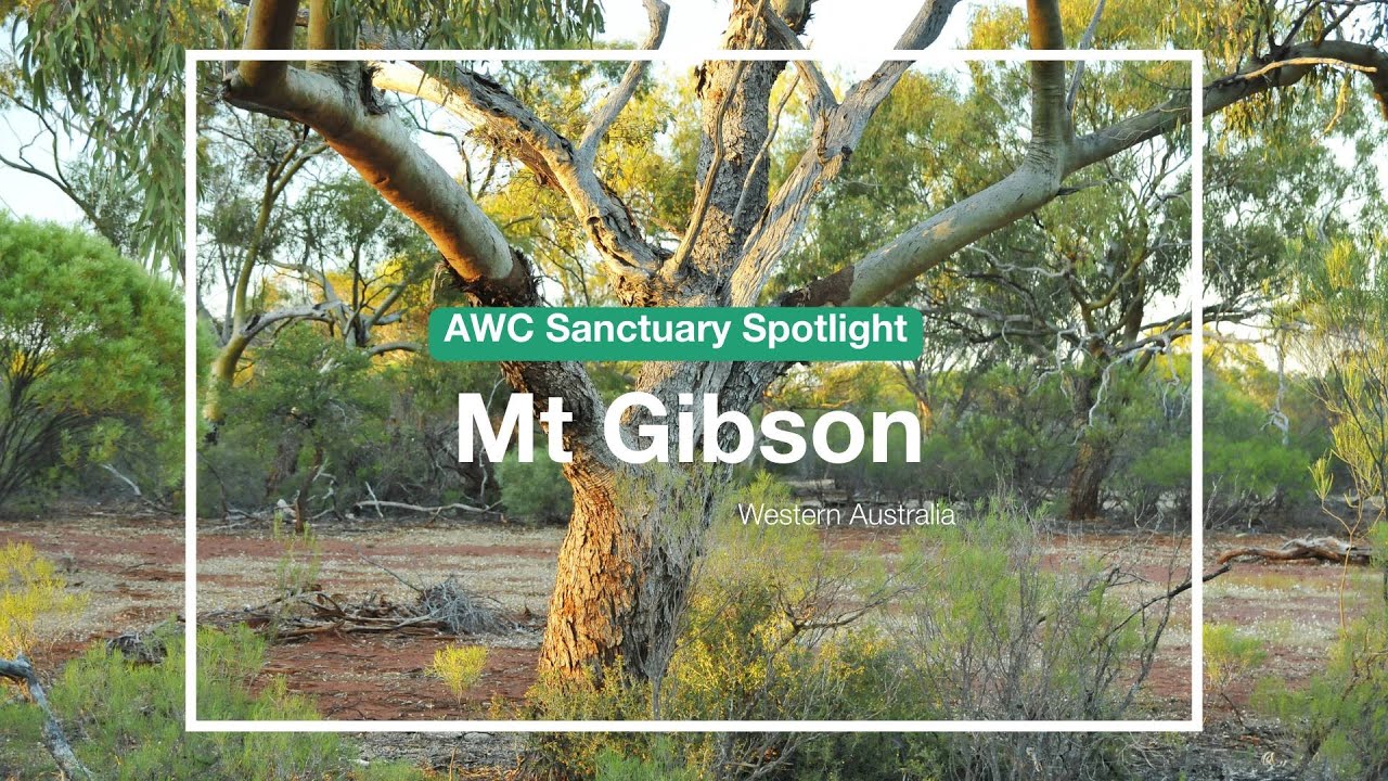 AWC Sanctuary Spotlight: Mt Gibson Wildlife Sanctuary (WA)
