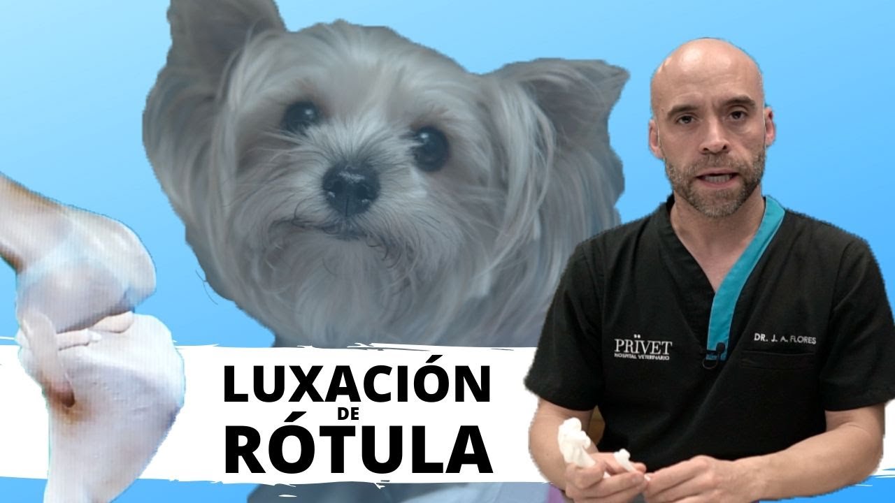 🦴LUXACIÓN DE RÓTULA EN PERROS - Traumatología Veterinaria