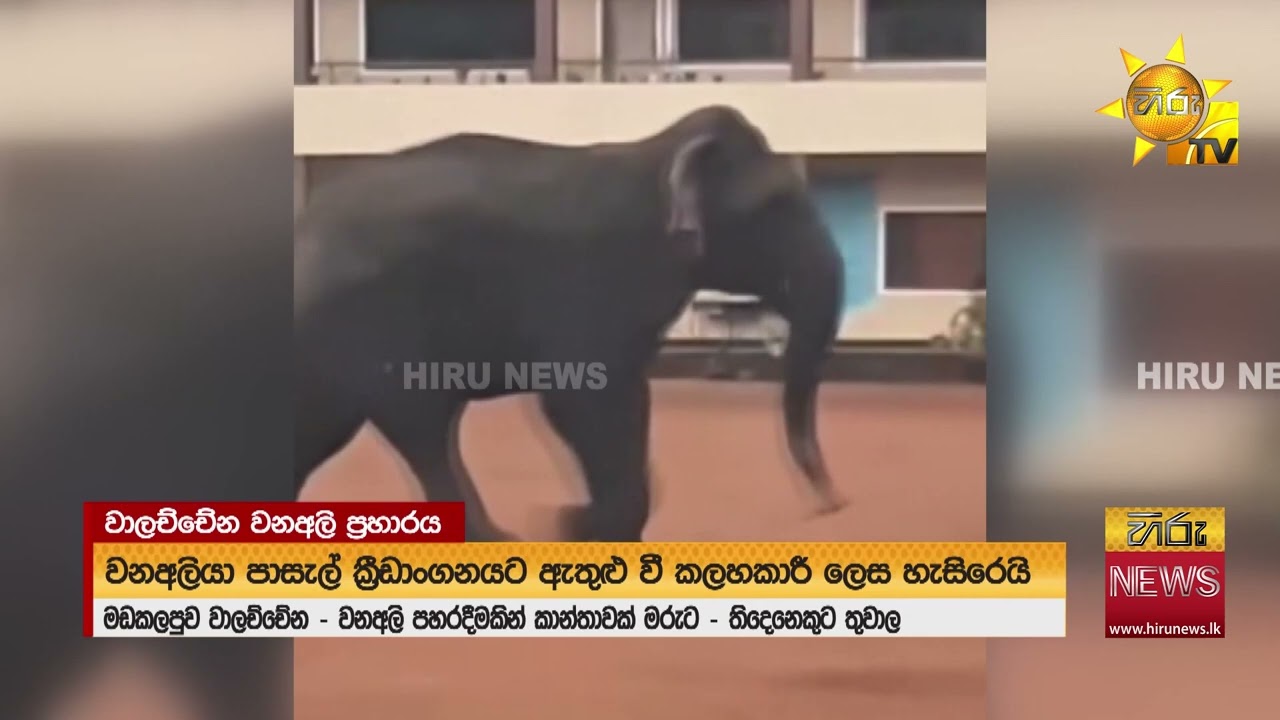 වාලච්චේන නගරයට මරබිය ඇති කළ තනියා - කාන්තාවක් මරුට.. තිදෙනෙකුට තුවාල - Hiru News
