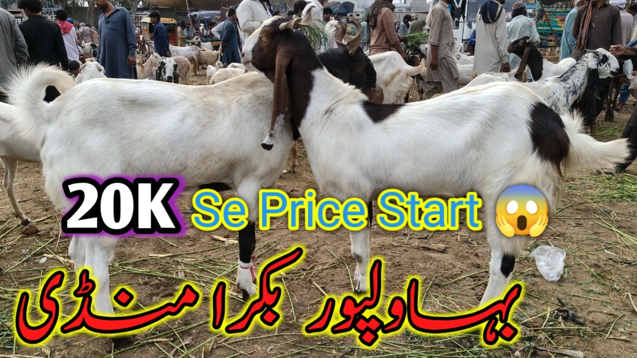 Bahawalpur Bakra Mandi February 2026 Update | Prices Shock 😱 #bakra #mandiupdate #bakraforsale 