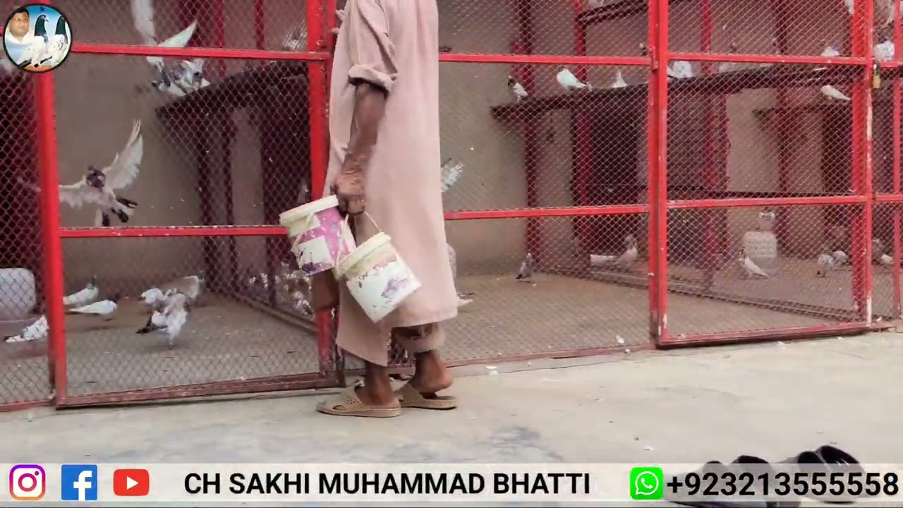 Pigeon Breeding Tips