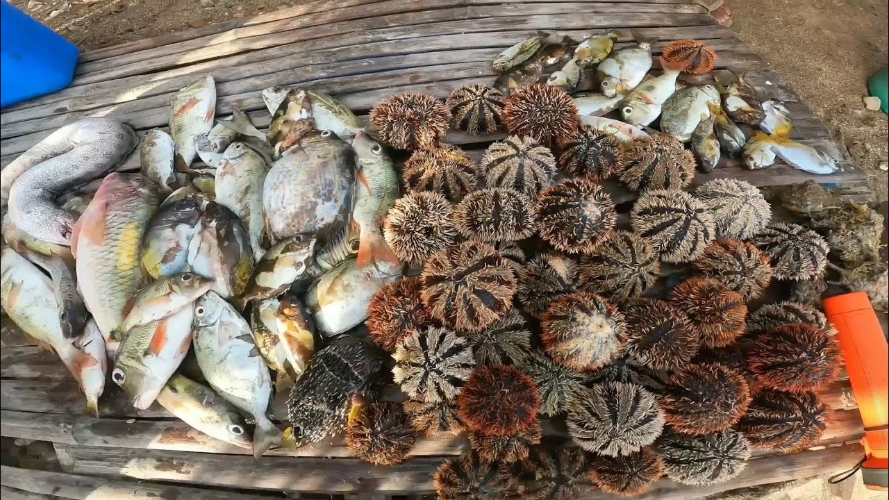 Ganito kadali at karami manguha dito samin | CATCH AND COOK EXOTIC FOODS