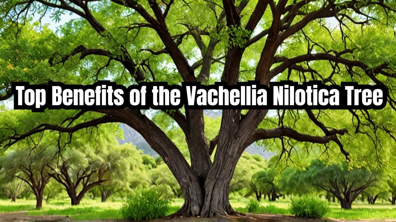 Top Benefits Of Vachellia nilotica Tree 🌳! | What Are the Key Benefits of Vachellia Nilotica Trees?