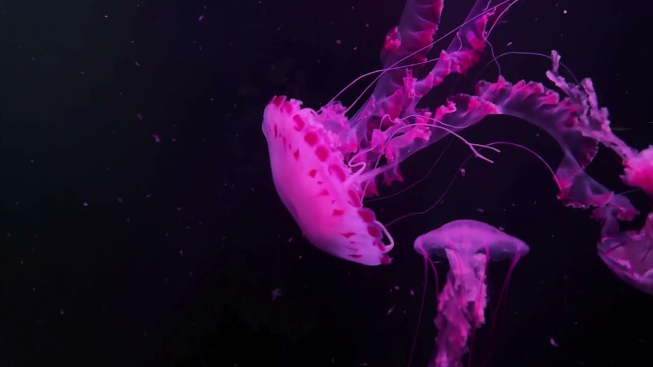 (FREE) Classic Krautrock Instrumental | MOTORIK BEAT & Analog Synths (105 BPM) TYPE BEAT