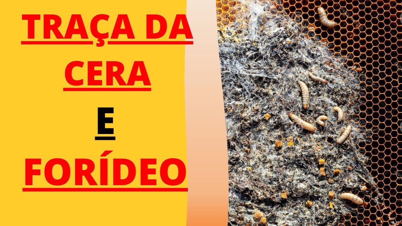 TRAÇA E FORÍDEO