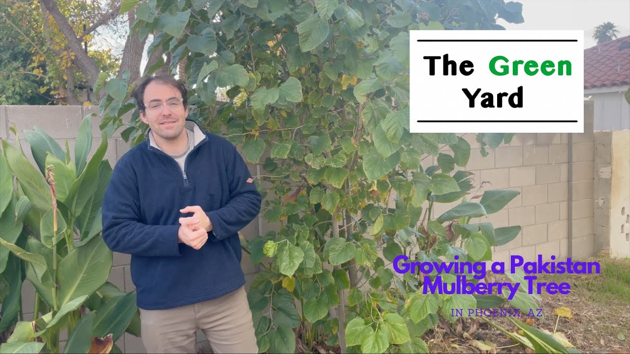Growing a Pakistan Mulberry Tree in Phoenix, AZ
