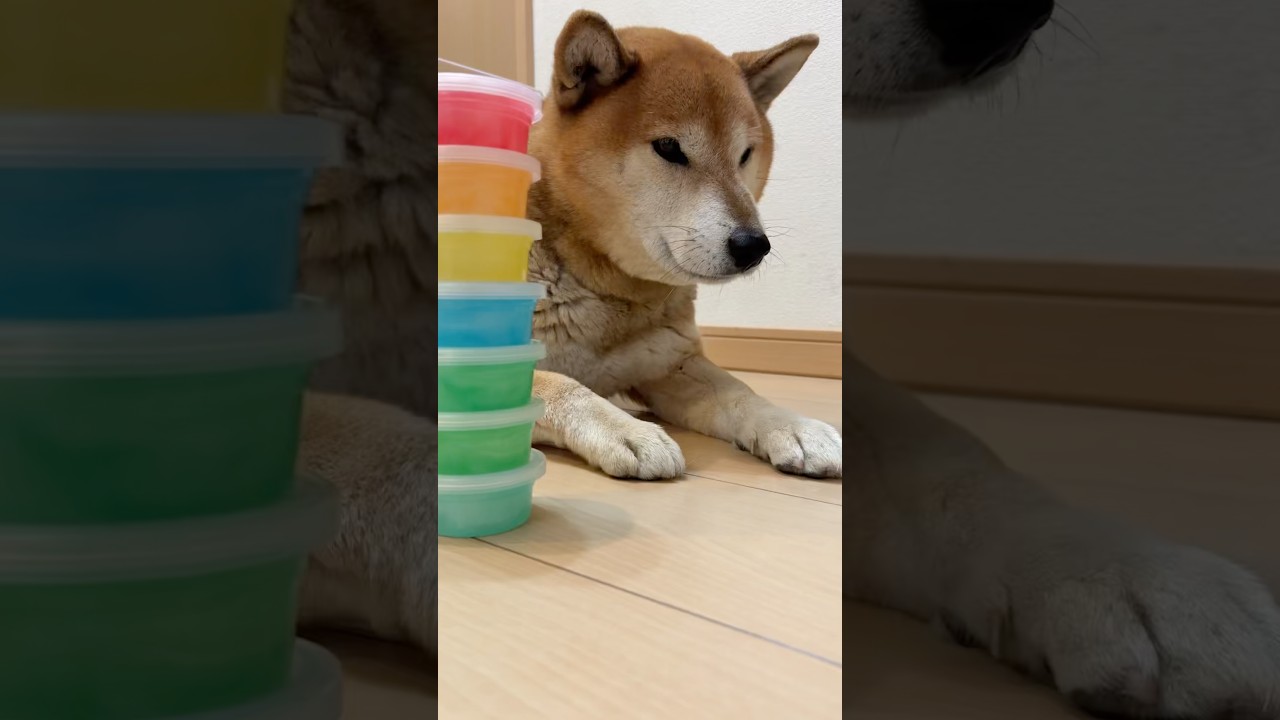 柴犬の日常🐶#柴犬#shorts