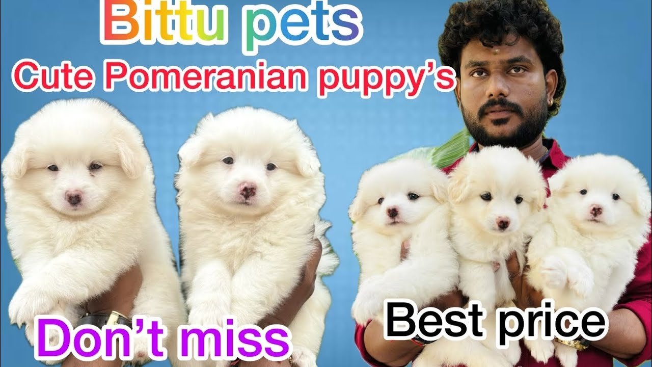 😍Cute Pomeranian🐶puppies♾️available💥don't miss💥guys❤️#shortvideo #shoart #yt #ytshorts #pomeranian 