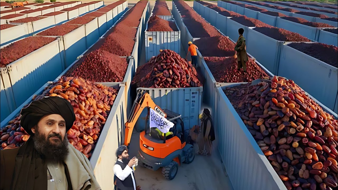 گرانترین محصول که بیشتر از تریاک برای افغانستان دلار می‌آورد Dates replace poppy in Afghanistan