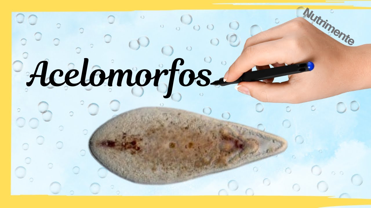 Filo Acelomorfos - Los misteriosos animales sin cavidad corporal