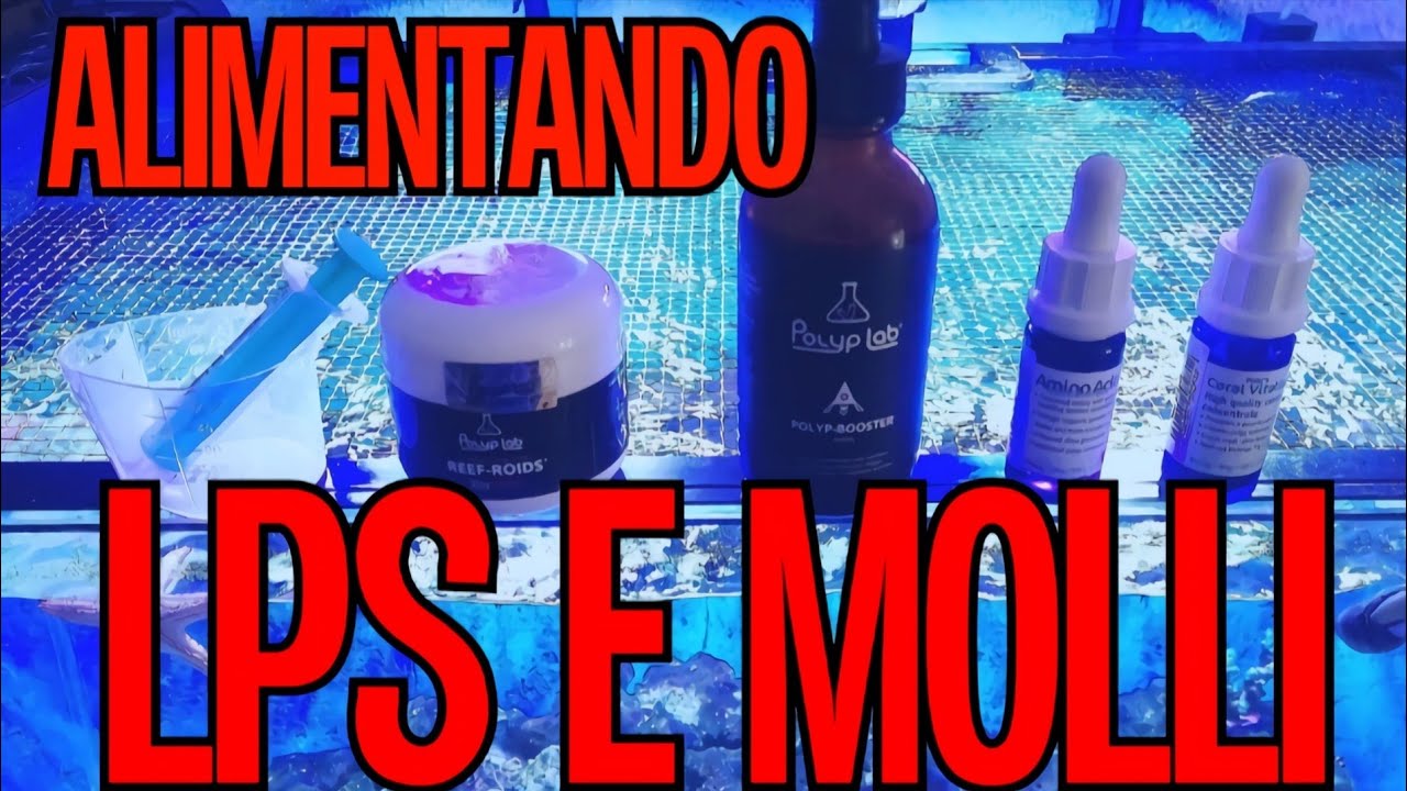 Alimentando coralli Molli e LPS