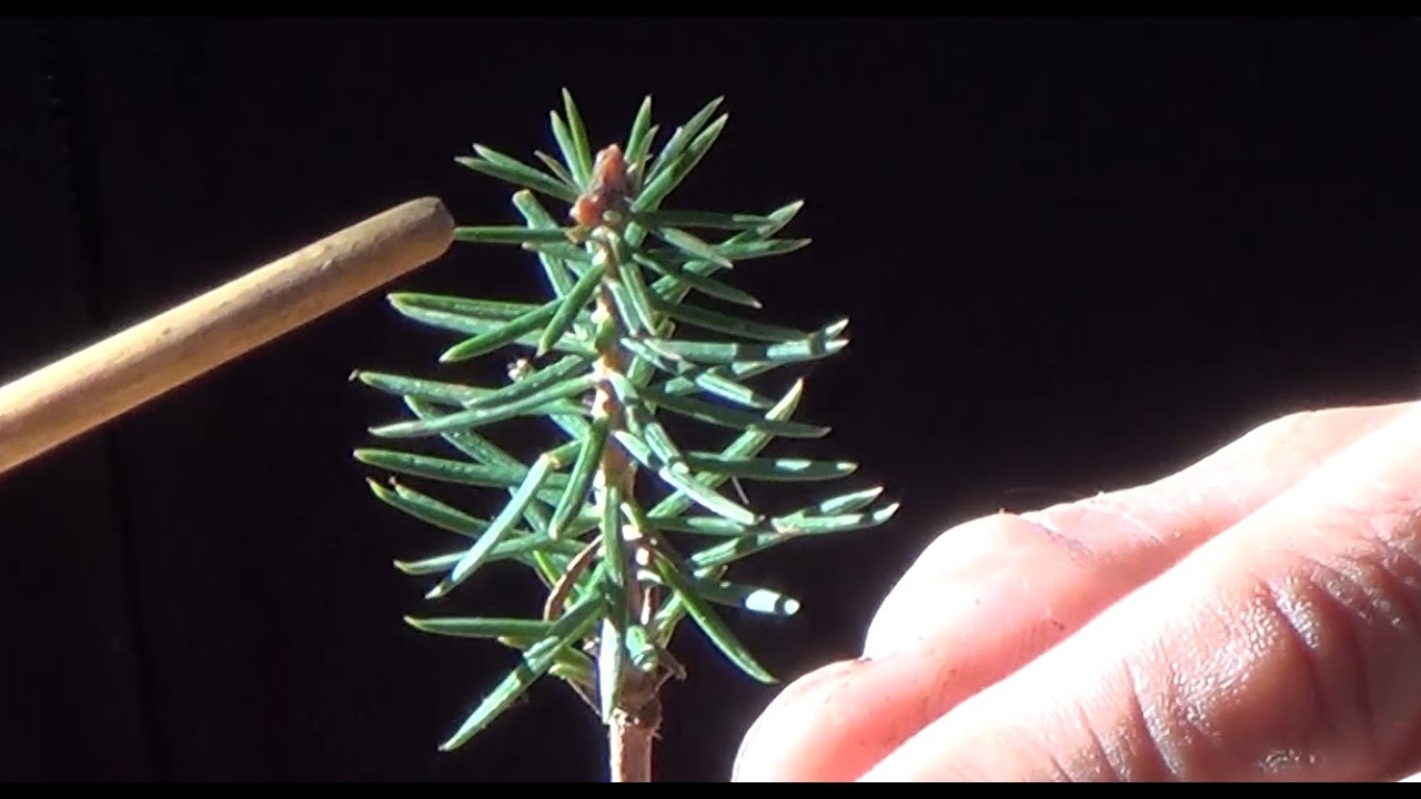 Bonsai Zero Pinsapo - Joya Botánica