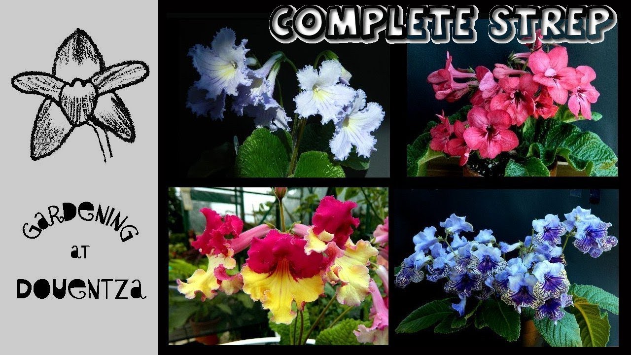Streptocarpus || Everything You Need to Know || care, propagation, hybridising history, varieties