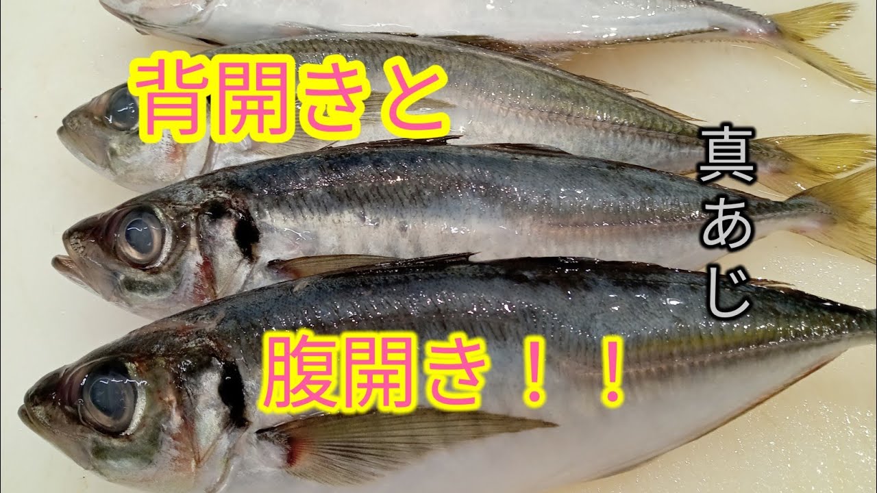 [魚の捌き方]背開きと腹開き！