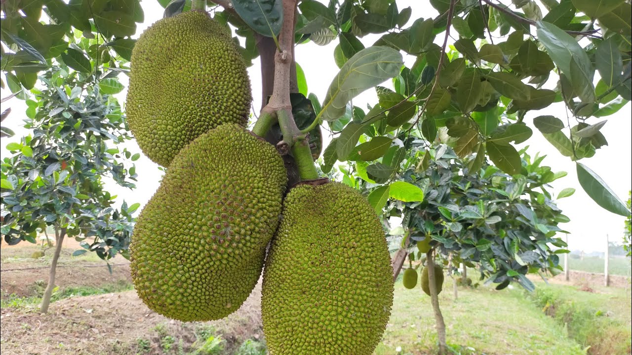Tận Mắt Thực Tế Cây Mít Thái Siêu Sớm Trồng Ở Miền Bắc Chất Lượng Như Thế Nào / Nhà Nông Làm Vườn