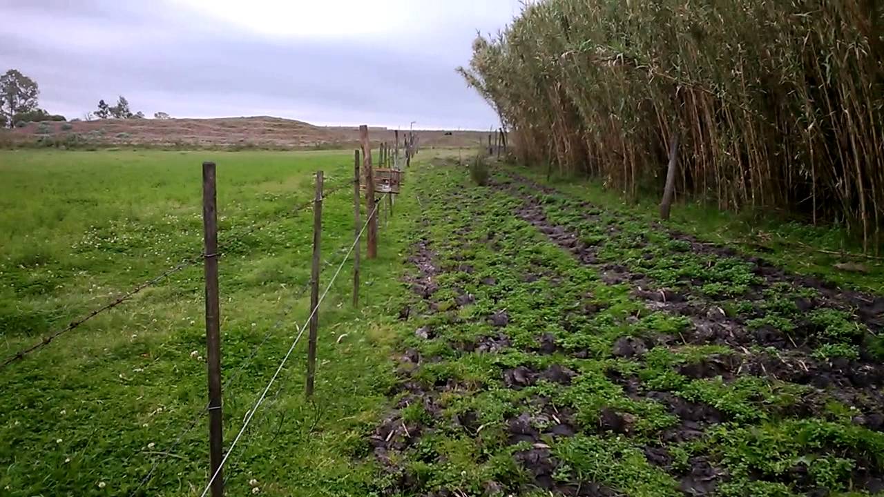 cazando dorados y tordos en tala uruguay. juan morales