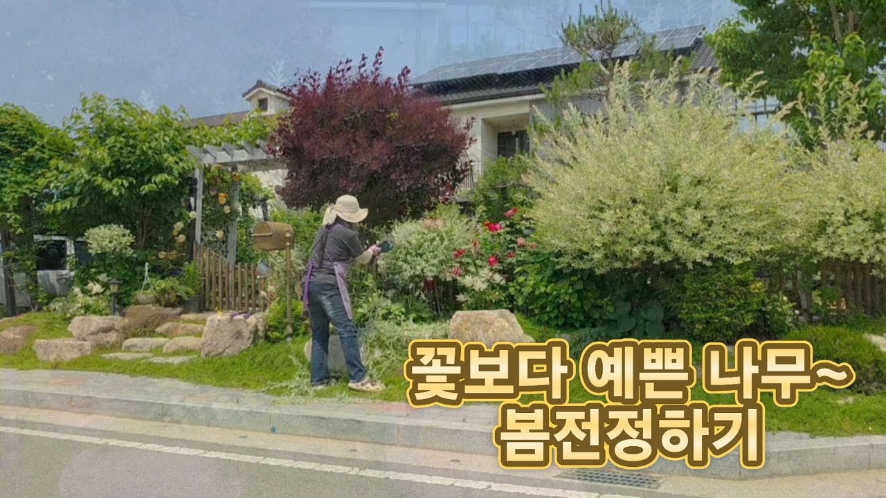 KJ가드닝#26_3/ 정원수 가지치기/꽃처럼 아름다운 나무~화이트핑크셀렉스,플라밍고셀릭스/