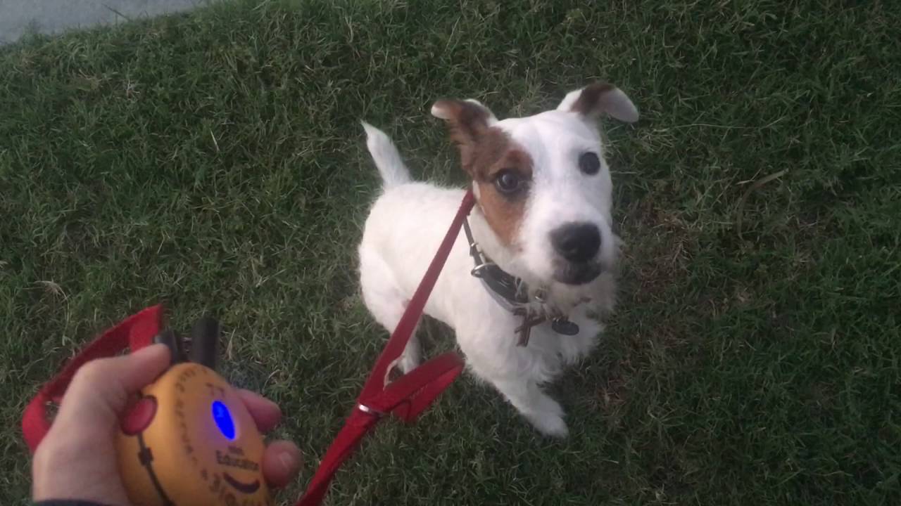 Calming An Intense Reactive Dog