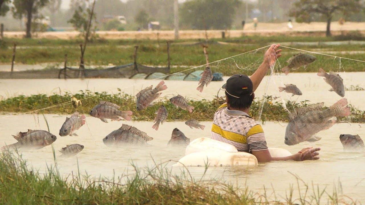 Net Fishing In Phnom Penh City - Khmer Cast Net Fishing - Cambodia Traditional Fishing