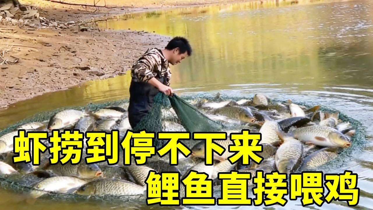 这鱼塘也太富了！虾捞到停不下来，鲤鱼直接喂鸡，一举两得！#我的乡村生活 #干鱼塘 #鱼笼捕鱼
