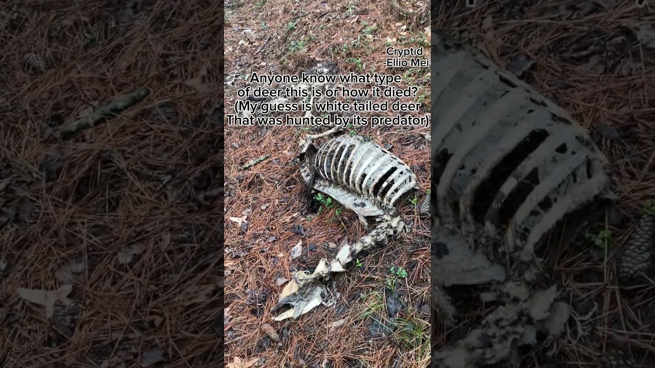 Bones I found!