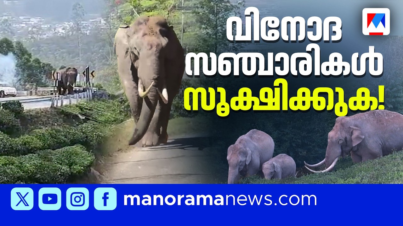 പടയപ്പയടക്കം നാല് ആനകൾ മദപ്പാടിൽ; മൂന്നാറില്‍ വിനോദസഞ്ചാരികൾക്ക് നിയന്ത്രണം | Munnar | Padayappa