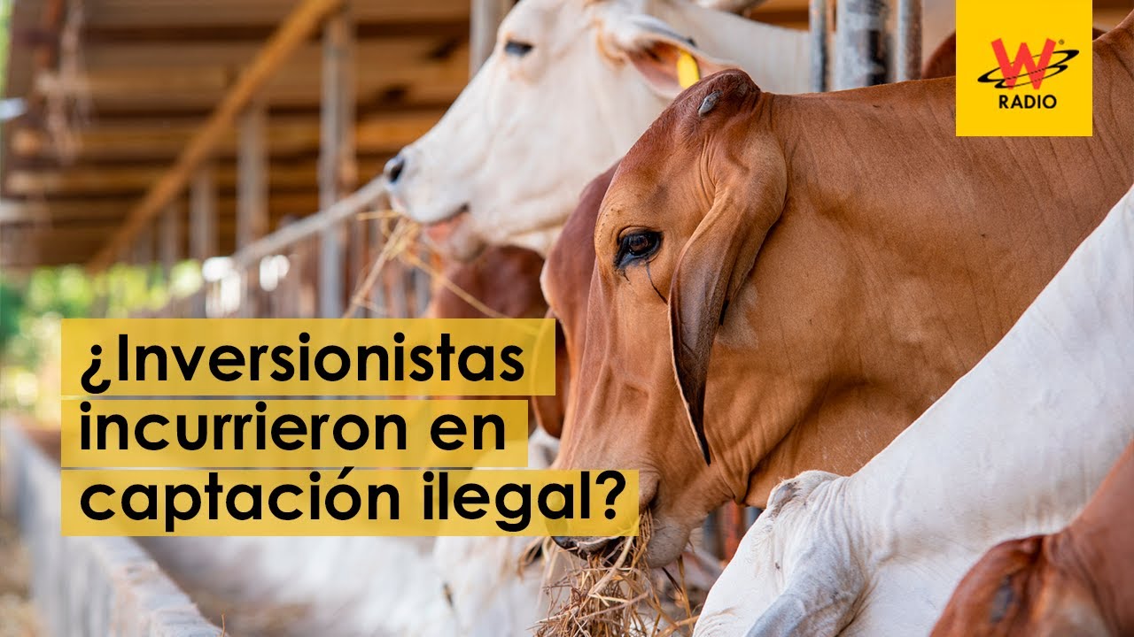 Estafa ganadera: ¿inversionistas incurrieron en captación ilegal?