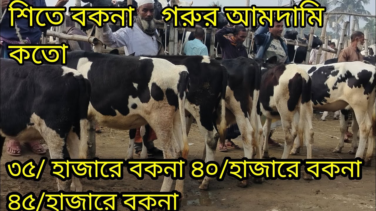 আমদামি ভরপুর বকনা গরু শিতে কনো কেতা হাটে ৫/৭হাজার টাকা লস হলে গরু বিক্রি করে দিবেন পাইকারি দামে বকনা